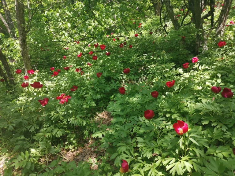 Mai – luna Bujorilor sălbatici din Măcin: evadare în natură